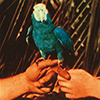 Andrew Bird – Are You Serious