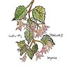Caitlin Cary & Thad Cockrell – Begonias