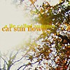 Cat Sun Flower – A Lie Called Summer