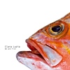 Clara Luzia – We Are Fish