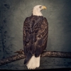 Clutch – Book Of Bad Decisions