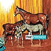 The French – Local Information