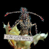 Gang Gang Dance – Eye Contact