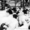 Girl Ray – Earl Grey