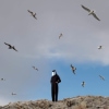 Hamerkop – Remote