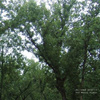 Julianna Barwick – The Magic Place