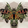 Lunz - Reinterpretations