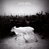 Mélissa Laveaux – Dying Is A Wild Night