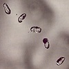 Peter Gabriel – Up