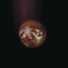 Poolblood – Mole