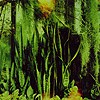 The Promise Ring – Wood/Water