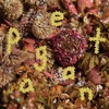 PWR BTTM - Pageant