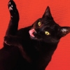 Ryan Adams – Big Colors