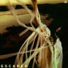 Sarah Kinsley – Escaper