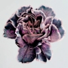 The Slow Show - Still Life