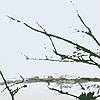 Tenhi - Väre