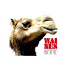 Waines – Stu