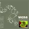 Wena – Blastula
