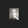 White Flowers – Day By Day