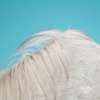 Widowspeak – All Yours