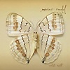 Xavier Rudd - White Moth